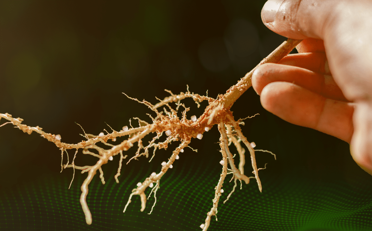 nematoides-o-problema-bilionário-e-a-solução-do-ibra
