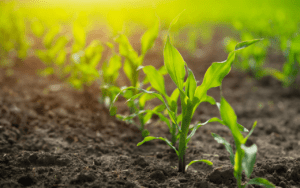 Solo é ativo: como valorizar seu patrimônio produtivo