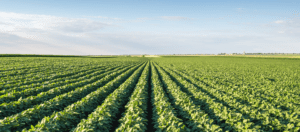 Tecnologia brasileira de análise de solo chega nos EUA