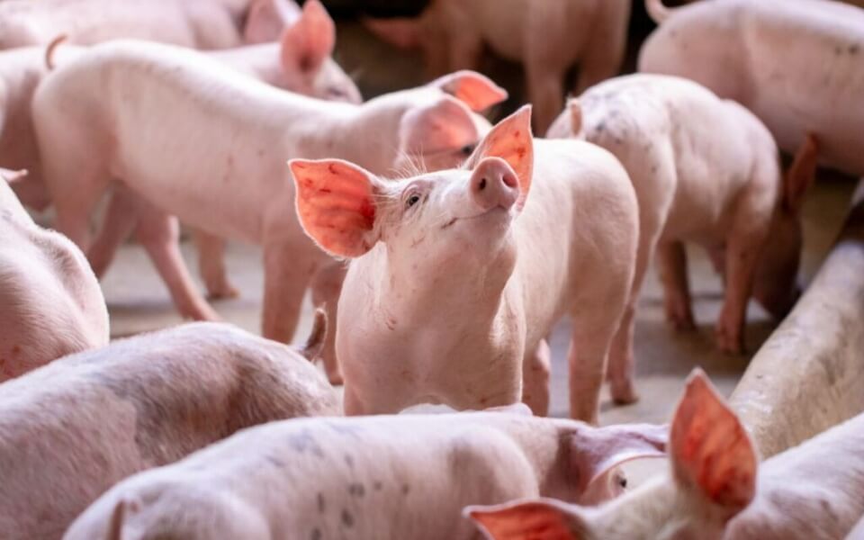 Brasil: referência em produção animal