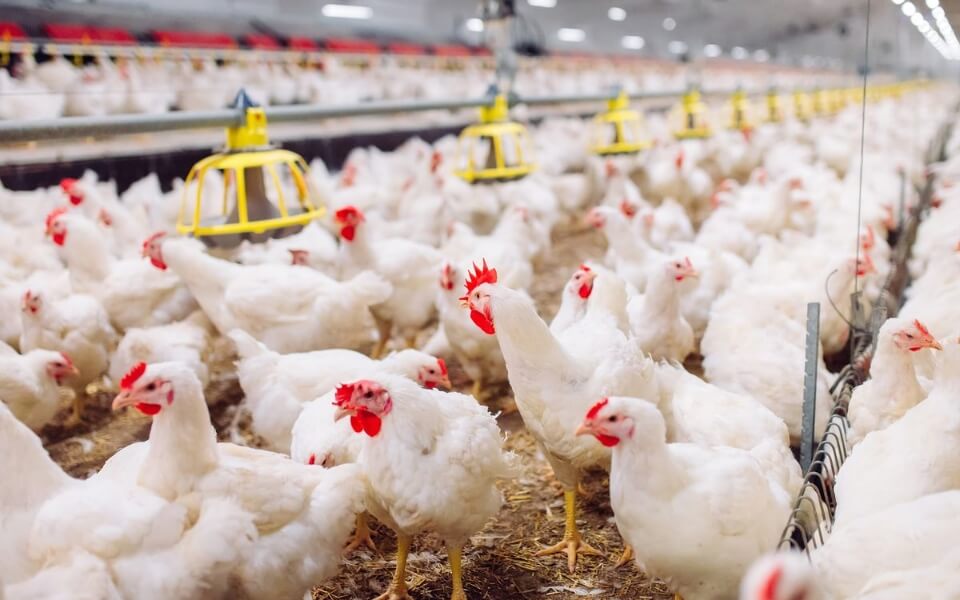 Alimentação balanceada e de qualidade